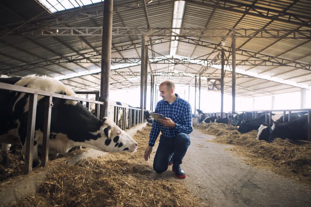 cattleman-holding-tablet-observation-animaux-domestiques-pour-production-laitiere