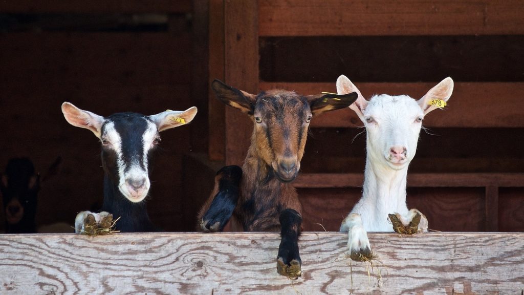 goats-2376144_1280