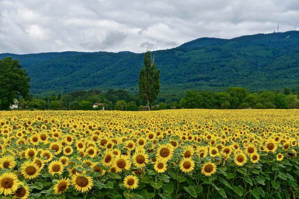 sunflowers-3250317_1280