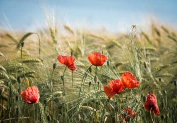 Les femmes dans le milieu agricole : Un pilier essentiel dans l’essor agricole français