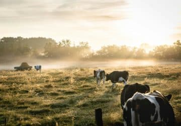 Réglementation sur le retournement des prairies