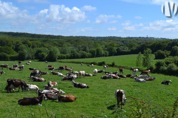 NORD-WEST MANCHE. 580,000 litre dairy farm in a dynamic agricultural area