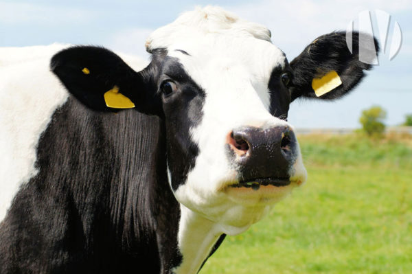 MORBIHAN. Beautiful recent and functional dairy site on 120 hectares