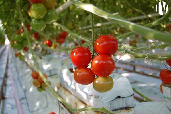 VERKOCHT IN 2023 – FINISTERE, tomatenproductie in kassen, dicht bij de stad