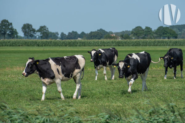 ILLE ET VILAINE: Dairy farm of 1 100 000 litres on 120 hectares