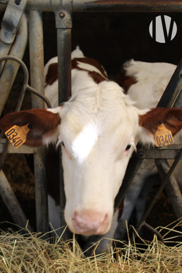 MORBIHAN : nice dairy farm of 538 000 Litres of milk on a surface of 82 hectares