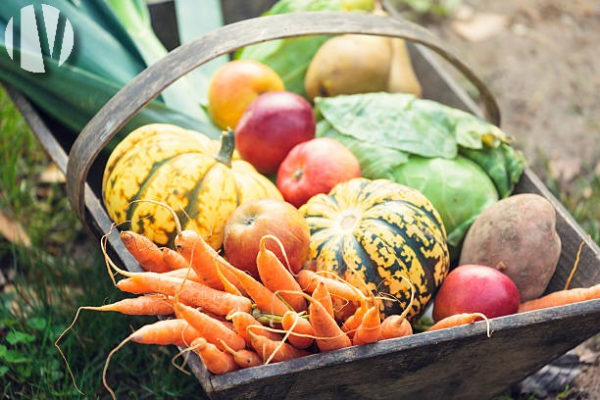 SOUTH BRITTANY. Market gardening and crops to discover