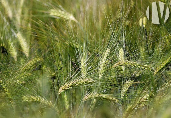 ZUID VIENNE. Goed verkaveld graanbedrijf met irrigatie