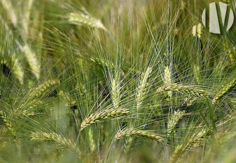 SUD VIENNE. Exploitation grandes cultures groupée avec irrigation