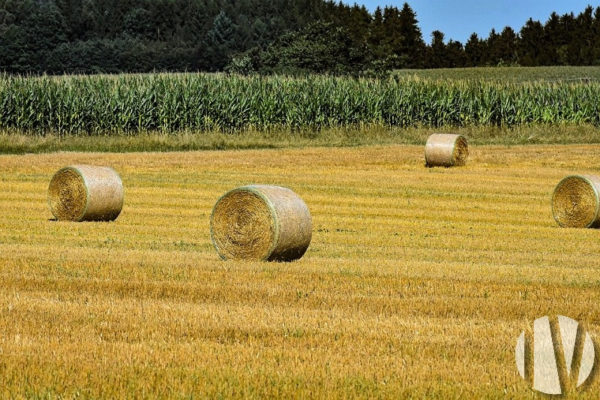 INDRE ET LOIRE. Lochois, 29 hectares en Grandes Cultures