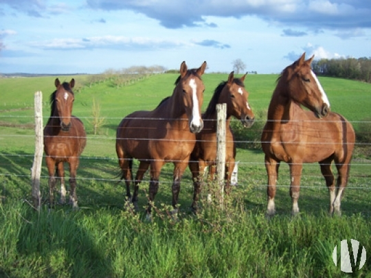 ZELDZAAM. WEST FRANKRIJK. Manege op 15 hectare