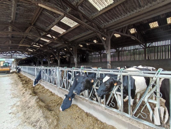 ZUID-MAYENNE. Melkvee- en graanboerderij van 90 hectare