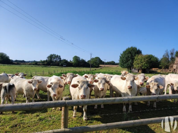 MAINE ET LOIRE. Varkens en zoogkoeien op 60 gegroepeerde hectares te koop