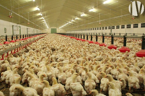 MORBIHAN.  Poultry farm 4000 m² of broiler poultry on 22 hectares