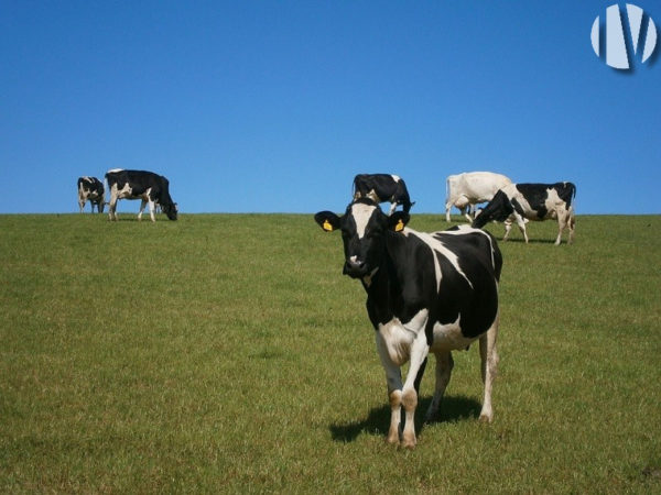 VENDEE. Dairy farm on 170 hectares