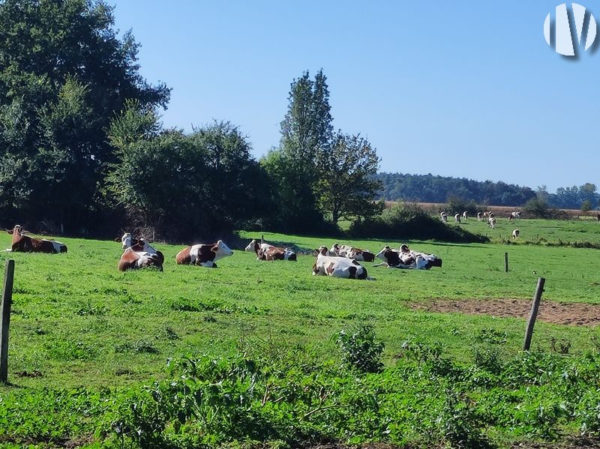 WEST SARTHE. Beautiful dairy farm with wide access to pasture