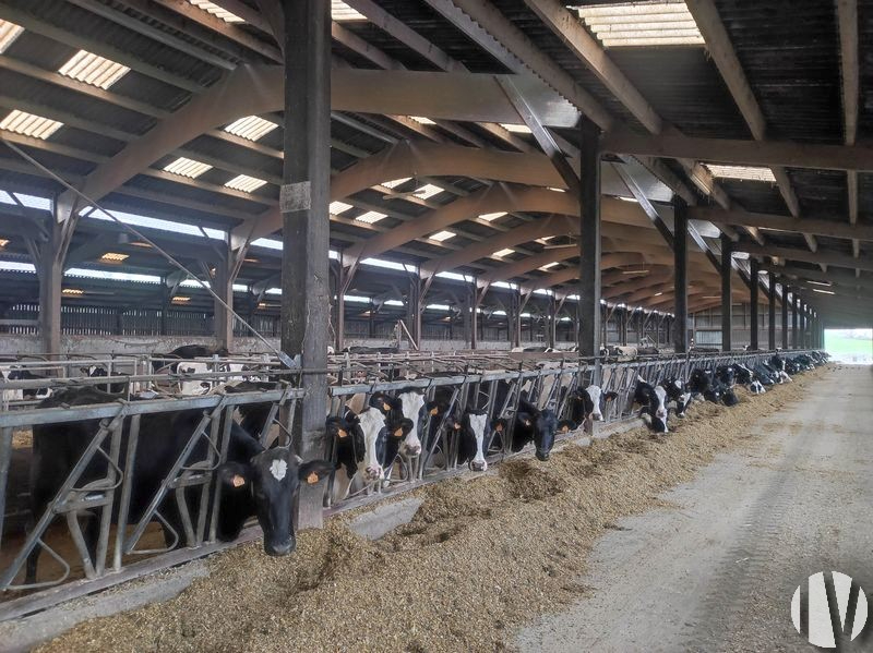 CENTRE MANCHE. Dairy farm covering over 200 hectares, with high-performance processing.