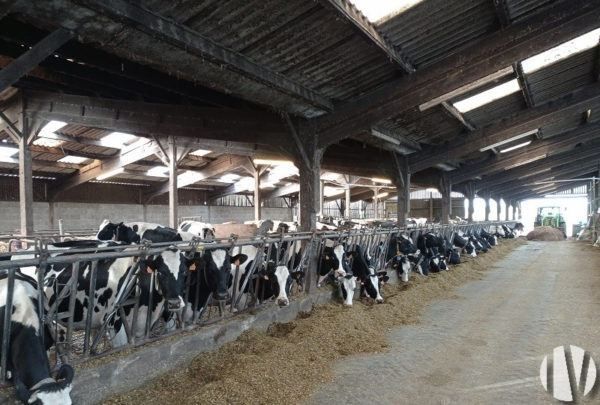 MORBIHAN. 1,000,000 litres of milk on 143 hectares in the south of the department