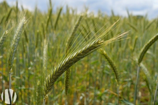 LOIRE ATLANTIQUE. Beautiful cereal farm on 102 hectares