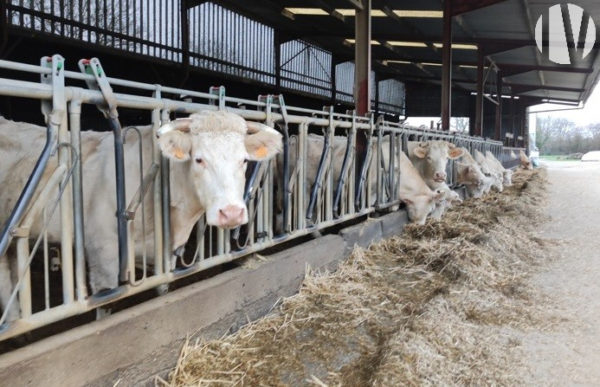 VENDEE. Mixed crop and livestock farm covering 200 hectares