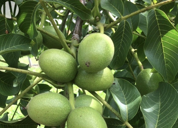 DORDOGNE. A 37-hectare walnut grove in a cluster