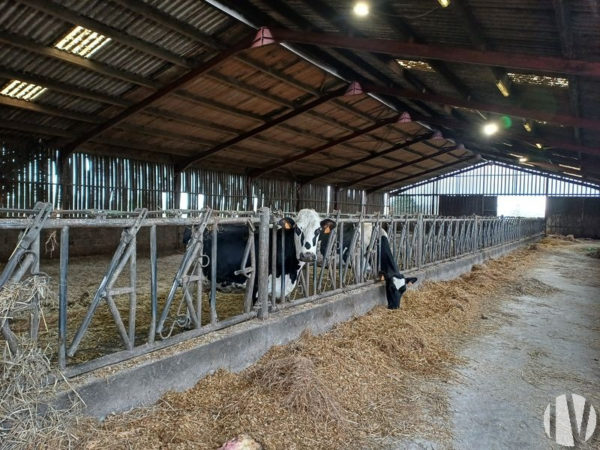 CÔTES D’ARMOR.  Dairy farm with Label Rouge laying hens, ideal for a project involving two people