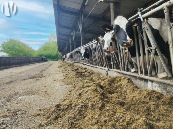 MAINE ET LOIRE. Prachtig melkveebedrijf met gediversifieerde teelten op 170 hectare.