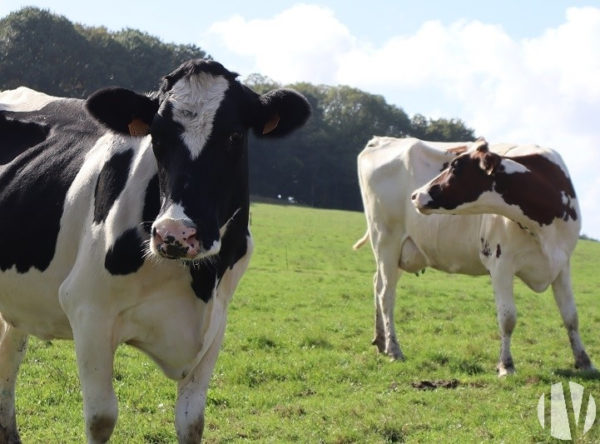 LOIRE-ATLANTIQUE.  Melkveebedrijf op 70 hectare.