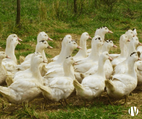 EN VENDEE: production artisanale dans les produits à base de canard