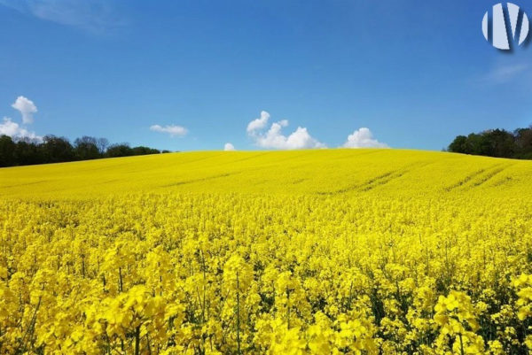 Dordogne. 150ha de terres céréalières en deux ilots