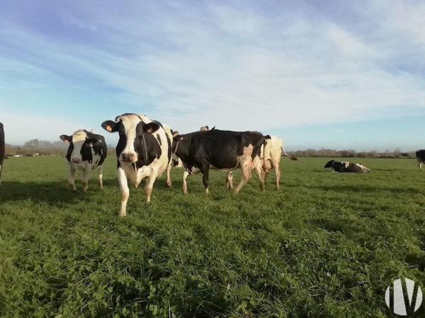 MAINE ET LOIRE. Mooie melkvee- en graanboerderij op 231 hectare.