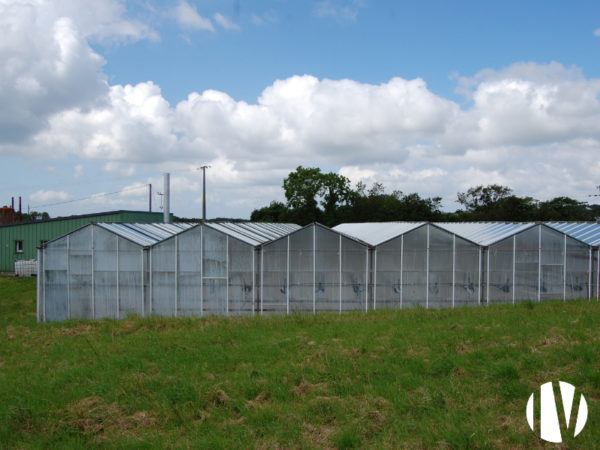 FINISTERE: Production de fraises sous 8000 m² de serres verres