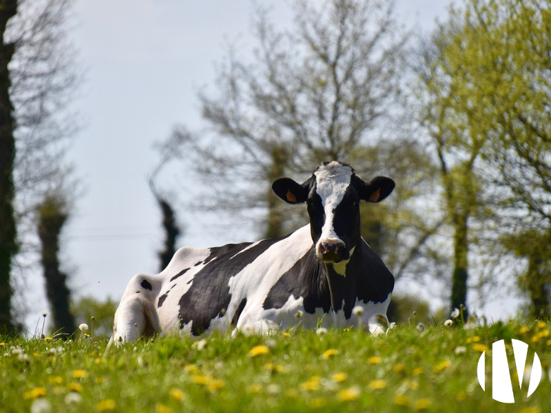 PAYS-DE-LA-LOIRE, très belle exploitation laitière sur 270 hectares