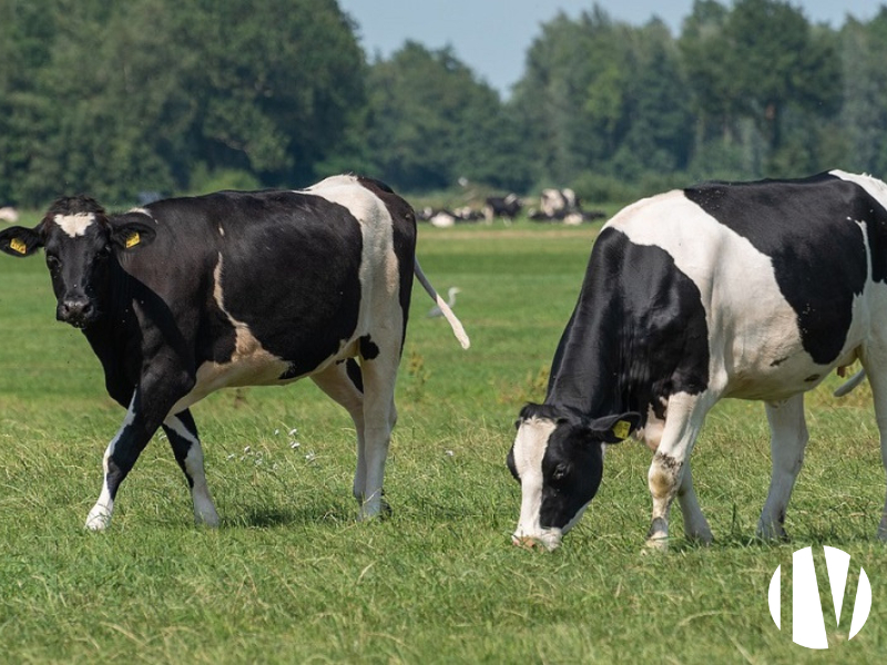 Pays de la Loire, aantrekkelijk melkveebedrijf met hoogwaardige verwerkingsfaciliteit