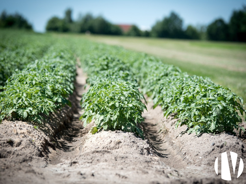 Manche, organic market gardening on 16 hectares