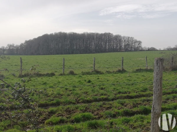 VIENNE. Veeteeltbedrijf met 32 hectare, goed verkaveld