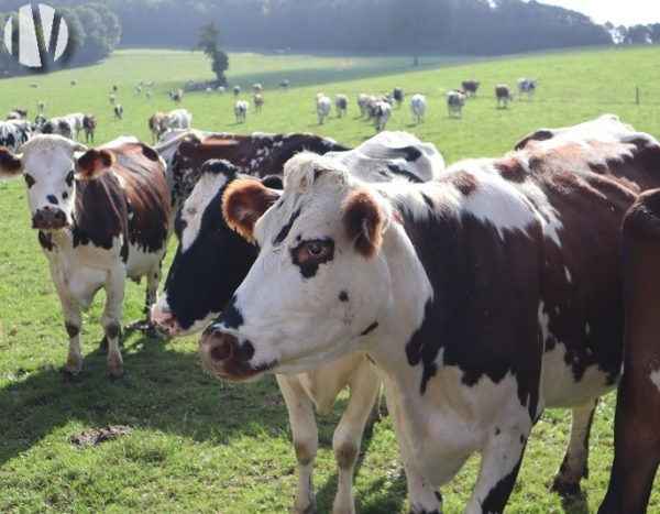 ILLE ET VILAINE. Exploitation laitière sur près de 80 hectares,  très bonne rentabilité