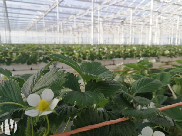 BASSIN NANTAIS. 2,50 hectares de serres maraîchères