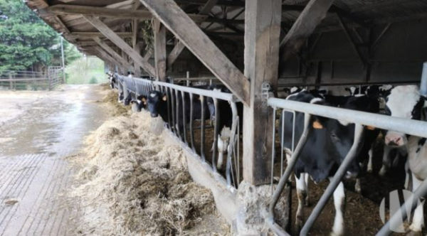 VENDU EN 2023. MORBIHAN. Exploitation laitière sur 80 hectares