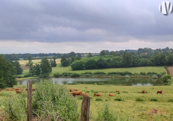 CHARENTE. Oost-Angoulême, rundveebedrijf op 280 hectare