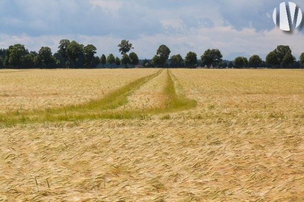 INDRE ET LOIRE. 18 hectare landbouwgrond ten zuiden van Loches