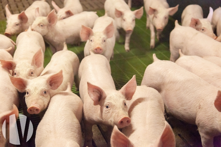 PAYS DE LA LOIRE, porc et grandes cultures sur plus de 80 hectares groupés