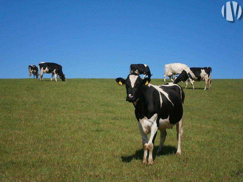 SUD MAYENNE. Exploitation lait et céréales de 90 hectares