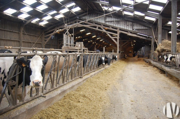 NOORD FINISTÈRE.Veehouderij met meerdere gewassen en 40 hectare direct toegankelijk