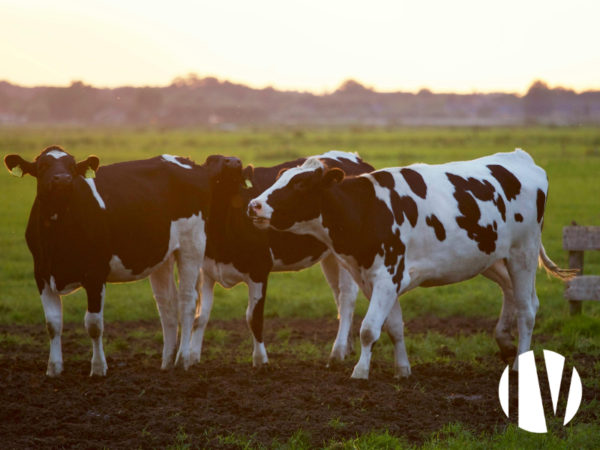 VENDEE. Melkveebedrijf op 170 hectare