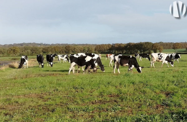 ILLE ET VILAINE. 788 000 litres de lait avec bonne maitrise foncière