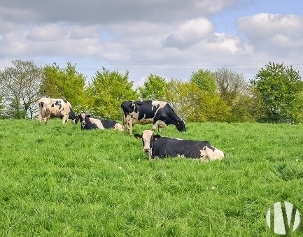 VENDEE. Melkveebedrijf van 62 hectare