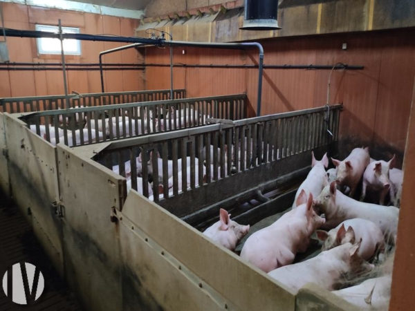 VENDEE. 125-sow farrow-to-finish pig farm