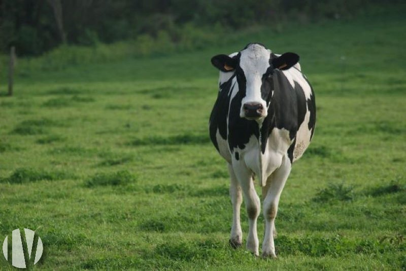 MANCHE Mooi bedrijf van 90 hectare met karaktervol huis in de regio Cotentin