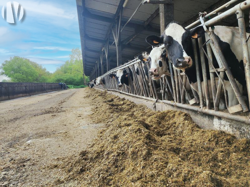 MAINE ET LOIRE. Beautiful dairy farm with diversified crops on 170 hectares.